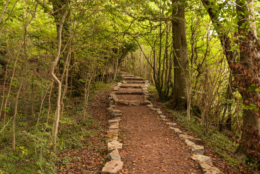 Forest Trails